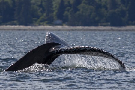 Mooi plaatje van de staart van een bultrug walvis